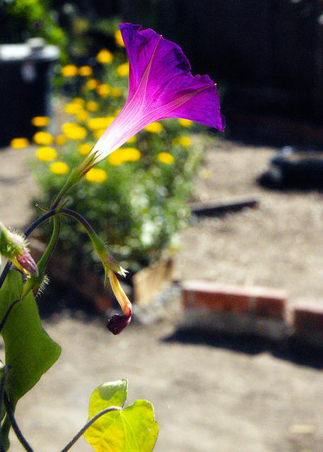 Morning Glory Trumpet1