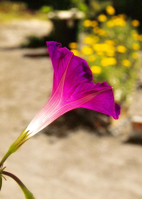 Morning Glory Trumpet2