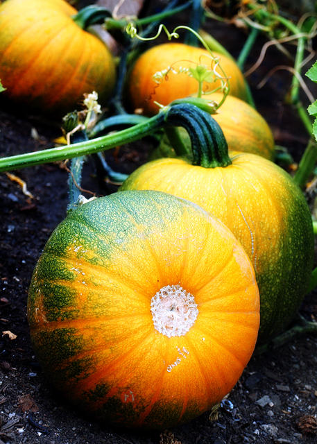 Pumpkins Growing