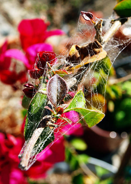 Webbed Bougainvillea