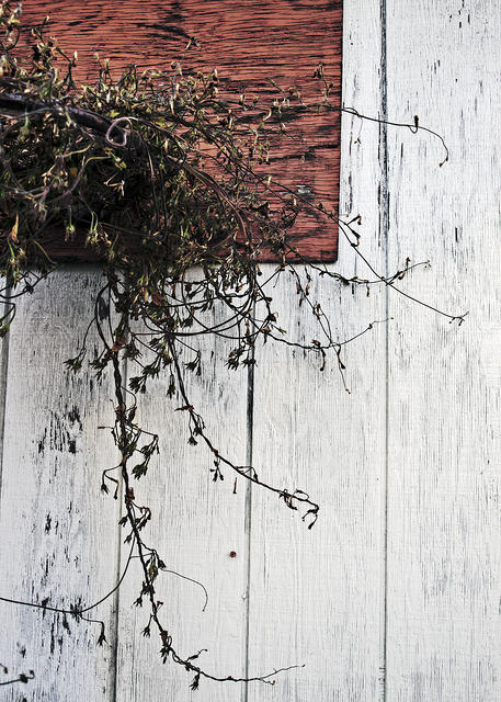 Morning Glory Vines1