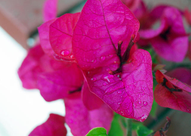 Bougainvillea