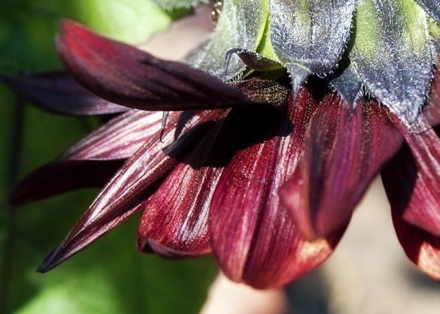 Burgundy Sunflower