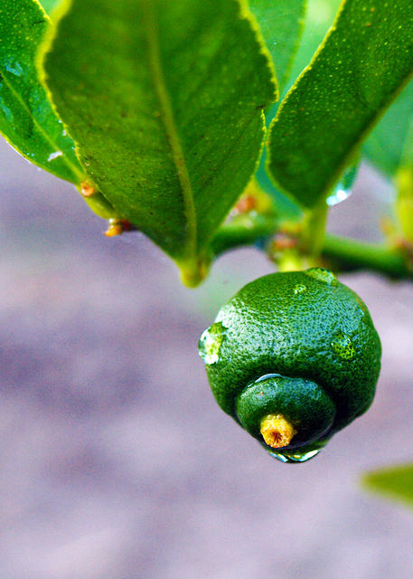 Drops on Lime