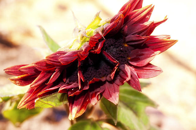 Folded Red Sunflower