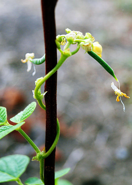 Green Bean Vine