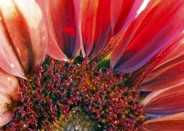 Red Sunflower