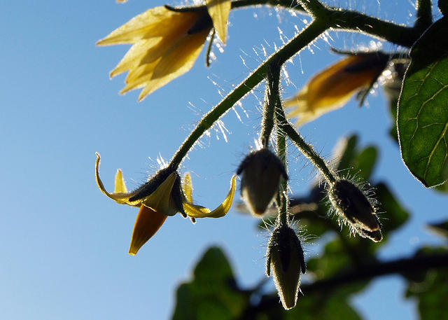 Tomato Flowers