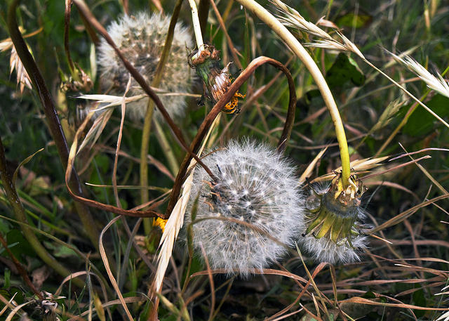 Dead Dandelions