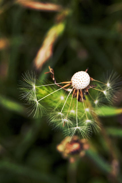 Dandelion Fluff Least
