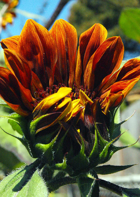 Crumpled Sunflower