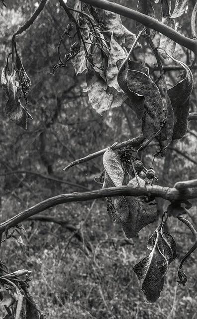 Burned Branches B&W