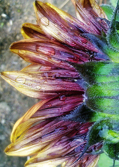 Sunflower Petal Drops