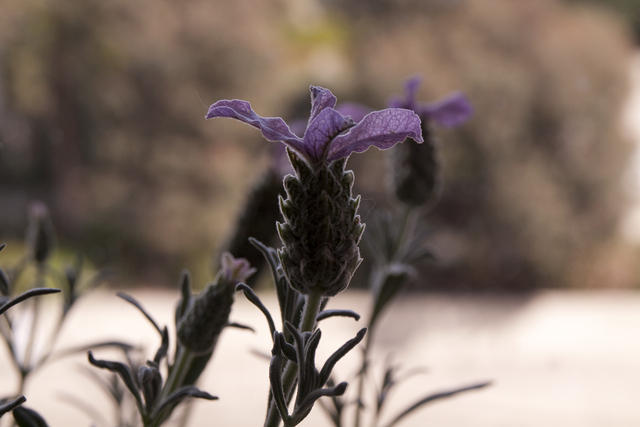 Lavendar