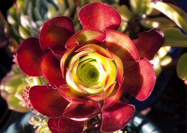 Succulent Petals