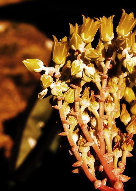 Yellow Succulents1