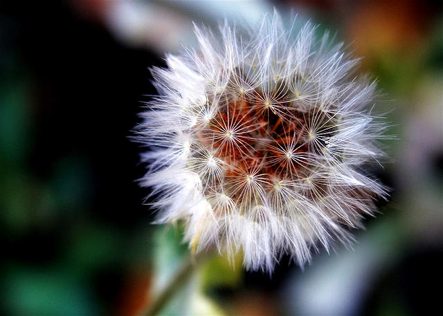 Dandelion Fluff