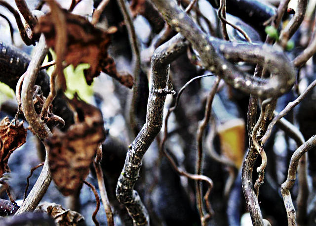 Morning Glory Entanglement