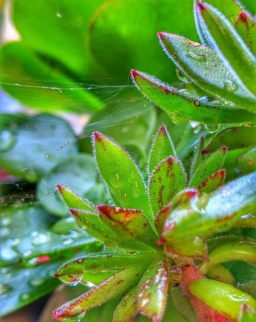 Succulent Web