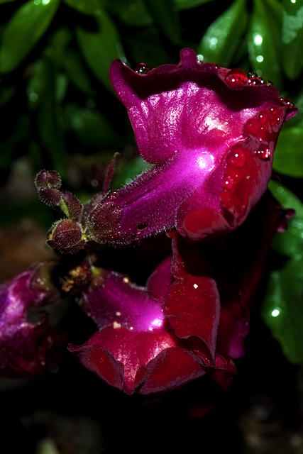 Snapdragons