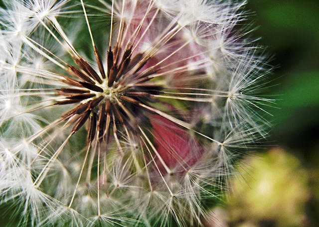Dandelion Fluff Less