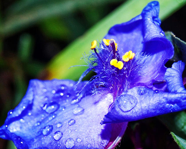 Wet Flower