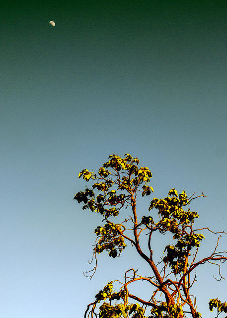 Neighbor's Tree with Moon