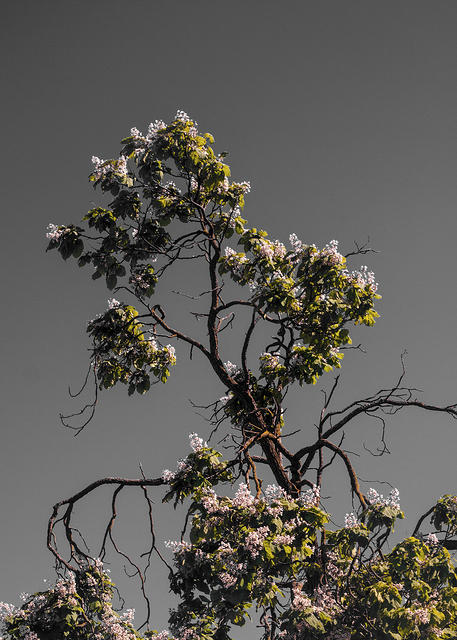 Neighbor's Tree Modified