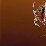 Spider Silhouette