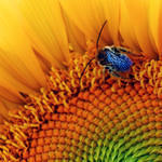 Sunflower Bug