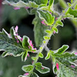 Aphids3