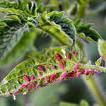 Aphids Devouring Leaf2