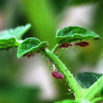 Aphids