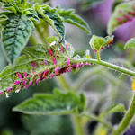 Aphids Devouring Leaf