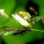 Aphids