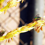 Fly on Corn