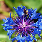 Bachelor's Button Bug