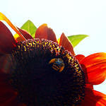 Sunflower Bee4