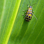 Beetles Getting It on