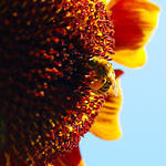 Sunflower Bee2
