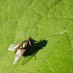 Green Fly