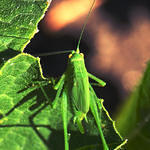 Katydid