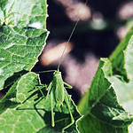 Katydid4