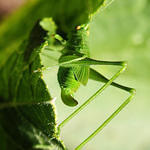 Katydid2