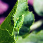 Katydid3