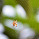 Spider in web