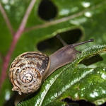 Snail