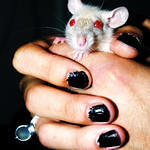 Rat Clasped1