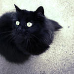 Luna Prim and Proper