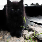 Black Kitten